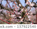 梅花開始綻放 137922540