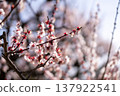 梅花開始綻放 137922541