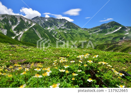 The Tateyama Alps where the Chinglema flowers bloom 137922665