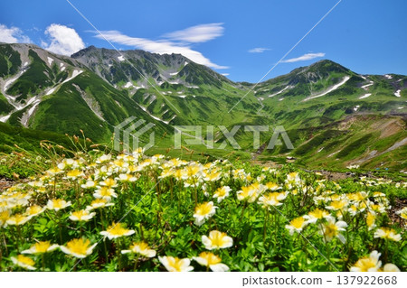 The Tateyama Alps where the Chinglema flowers bloom 137922668