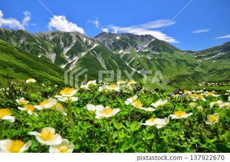 The Tateyama Alps where the Chinglema flowers bloom 137922670