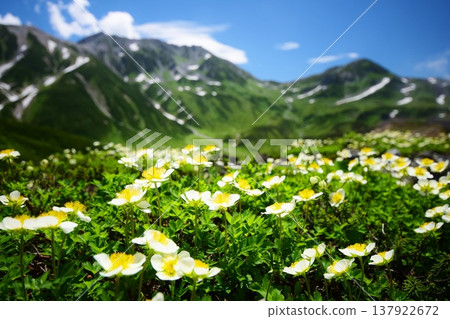 The Tateyama Alps where the Chinglema flowers bloom 137922672