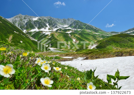 The Tateyama Alps where the Chinglema flowers bloom The Tateyama Alps where the Chinglema flowers bloom 137922673