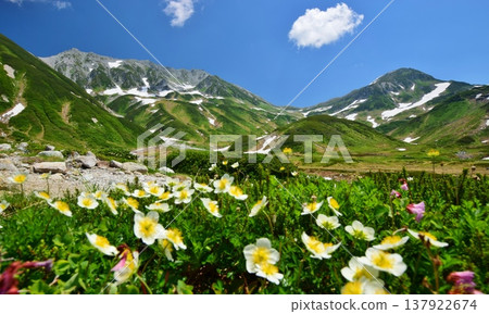 The Tateyama Alps where the Chinglema flowers bloom 137922674