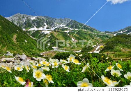 The Tateyama Alps where the Chinglema flowers bloom 137922675