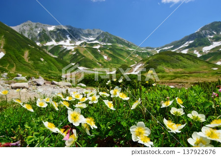 The Tateyama Alps where the Chinglema flowers bloom 137922676