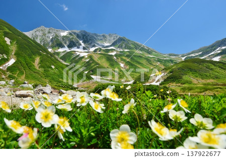 The Tateyama Alps where the Chinglema flowers bloom 137922677