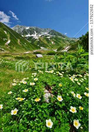 The Tateyama Alps where the Chinglema flowers bloom The Tateyama Alps where the Chinglema flowers bloom 137922682