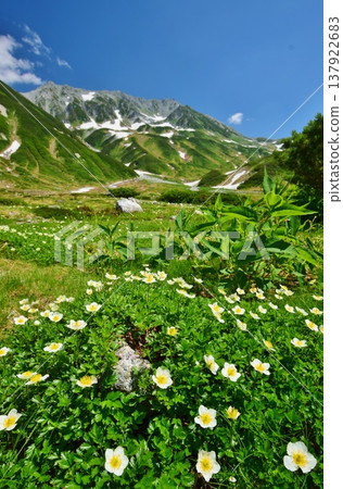The Tateyama Alps where the Chinglema flowers bloom 137922683