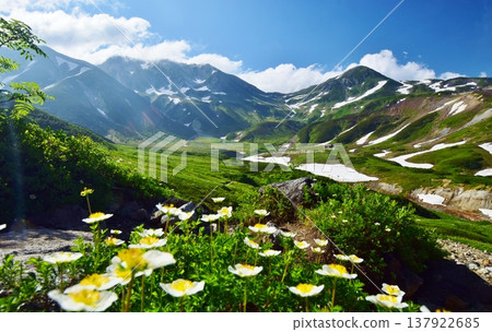 立山阿爾卑斯山脈，金絲桃花盛開的地方 137922685