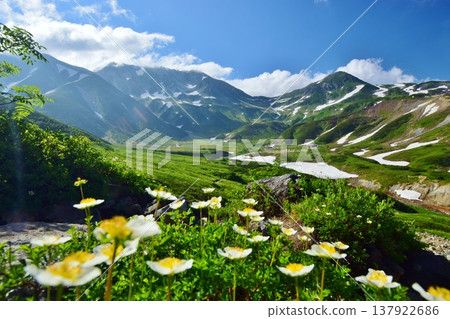 立山阿爾卑斯山脈，金絲桃花盛開的地方 137922686