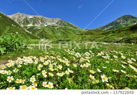 The Tateyama Alps where the Chinglema flowers bloom 137922689