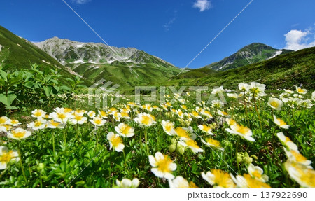The Tateyama Alps where the Chinglema flowers bloom 137922690