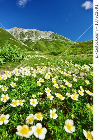 The Tateyama Alps where the Chinglema flowers bloom 137922691