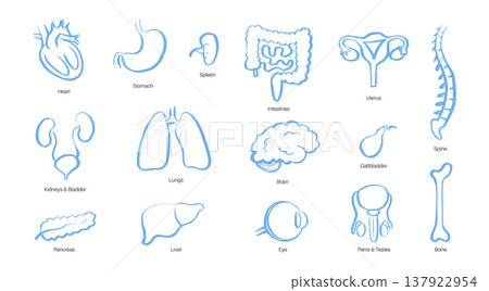 Internal Organs Sketch 137922954
