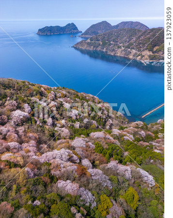 福井縣若狹町禦轎山,山櫻全景盡收眼底。日本海與山櫻交相輝映,構成春日美景。無人機航拍恆神半島。 福井縣若狹町禦轎山,山櫻全景盡收眼底。日本海與山櫻交相輝映,構成春日美景。無人機航拍恆神半島。 137923059