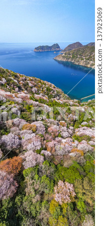 福井縣若狹町禦轎山,山櫻全景盡收眼底。日本海與山櫻交相輝映,構成春日美景。無人機航拍恆神半島。 福井縣若狹町禦轎山,山櫻全景盡收眼底。日本海與山櫻交相輝映,構成春日美景。無人機航拍恆神半島。 137923069