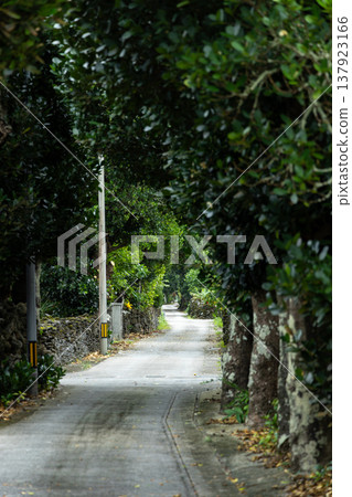 Fukugi tree-lined street on Izena Island 137923166