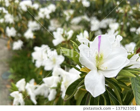 公園步道旁盛開的杜鵑花特寫 公園步道旁盛開的杜鵑花特寫 137923301