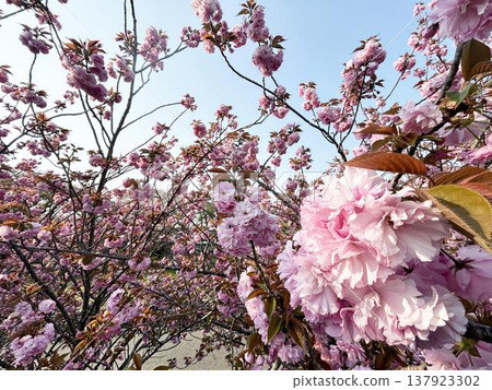 陽光下，重瓣櫻花盛開。 137923302