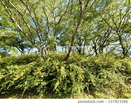 A dense cluster of Japanese kerria basking in the sunlight. 137923306
