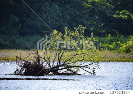 Trees lying in the middle of the river after the flood Trees lying in the middle of the river after the flood 137923594