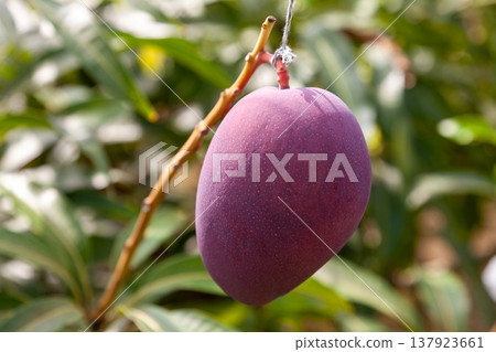 Apple mango orchard 137923661