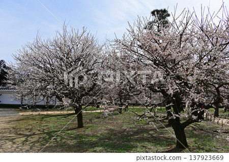 White plum blossoms in full bloom and traditional white walls: A spring scene in a Japanese garden, Mito City, Ibaraki Prefecture. 137923669
