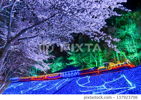 Cherry blossoms at night and the illuminations of the world's smallest railway, the Romney Railroad, in spring at Izu's Shuzenji Rainbow Village Cherry blossoms at night and the illuminations of the world's smallest railway, the Romney Railroad, in spring at Izu's Shuzenji Rainbow Village 137923706
