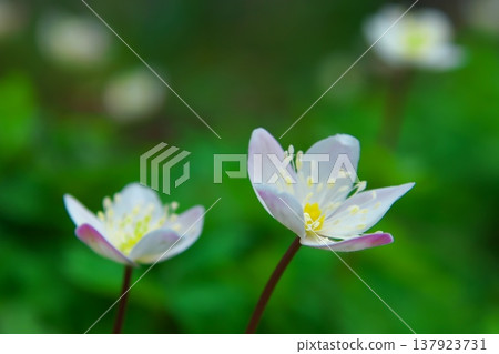 春仙子：銀蓮花 137923731