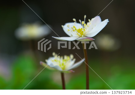 春仙子：銀蓮花 137923734