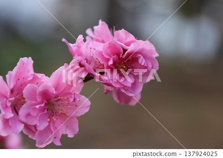 Pink, double-flowered peach blossoms (Yaguchi peach) bloom in the park in early spring. Pink, double-flowered peach blossoms (Yaguchi peach) bloom in the park in early spring. 137924025