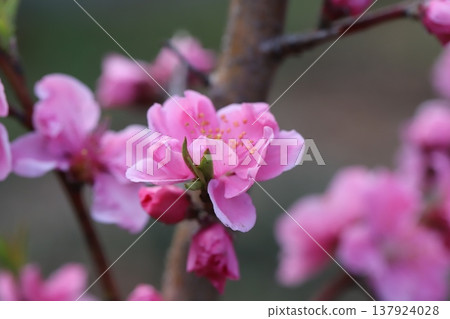 Pink, double-flowered peach blossoms (Yaguchi peach) bloom in the park in early spring. Pink, double-flowered peach blossoms (Yaguchi peach) bloom in the park in early spring. 137924028
