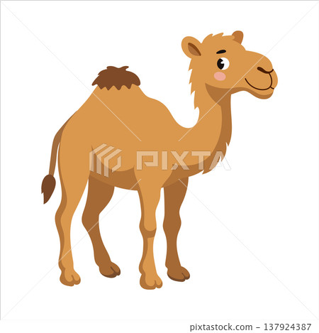 Funny dromedary camel vector cartoon character isolated 137924387