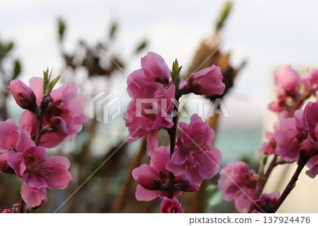 早春時節,公園裡盛開著粉紅色的重瓣桃花(矢口桃)。 早春時節,公園裡盛開著粉紅色的重瓣桃花(矢口桃)。 137924476