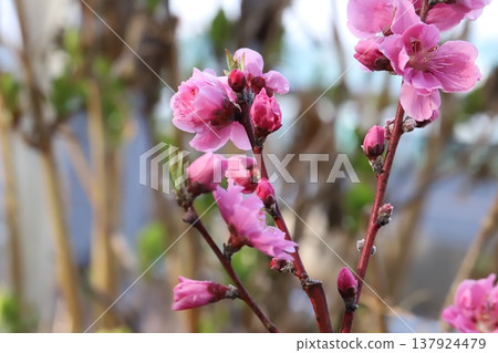 Pink, double-flowered peach blossoms (Yaguchi peach) bloom in the park in early spring. Pink, double-flowered peach blossoms (Yaguchi peach) bloom in the park in early spring. 137924479