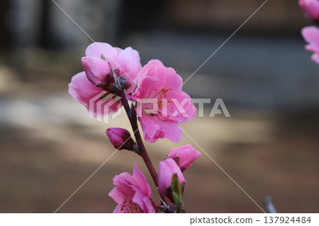 Pink, double-flowered peach blossoms (Yaguchi peach) bloom in the park in early spring. Pink, double-flowered peach blossoms (Yaguchi peach) bloom in the park in early spring. 137924484