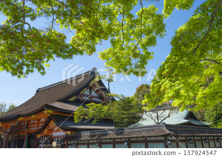 Kyoto Yasaka Shrine main shrine and fresh green Kyoto Yasaka Shrine main shrine and fresh green 137924547