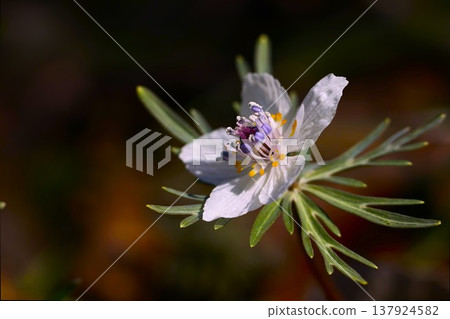 Setsubunso in full bloom Setsubunso in full bloom 137924582