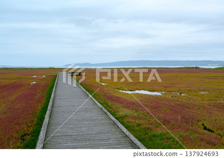 北海道網走市名取湖宇原濕地景觀中的珊瑚草群落開始變色。 北海道網走市名取湖宇原濕地景觀中的珊瑚草群落開始變色。 137924693