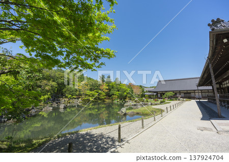 京都，天龍寺，草源地庭園，綠意盎然 137924704