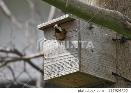 一隻野生鳥類,雜色山雀,從巢箱探出頭來。 一隻野生鳥類,雜色山雀,從巢箱探出頭來。 137924705