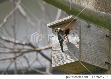 一隻野生鳥類,花斑山雀,飛來查看鳥巢箱。 一隻野生鳥類,花斑山雀,飛來查看鳥巢箱。 137924706