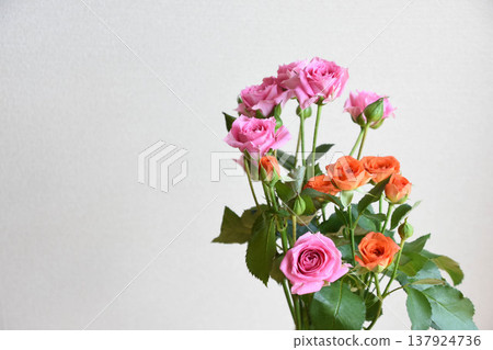 Pink and orange roses Pink and orange roses 137924736