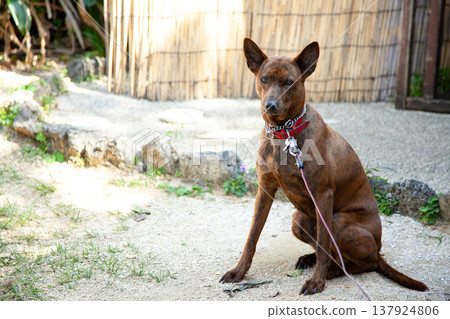 琉球犬，圖拉 137924806