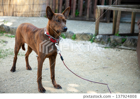 琉球犬，圖拉 137924808