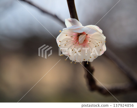 White plum blossoms bloomed beautifully on a sunny March day. White plum blossoms bloomed beautifully on a sunny March day. 137924856