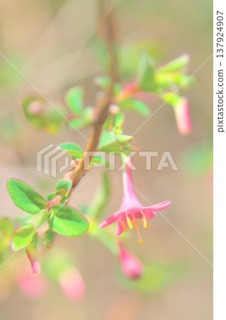 The lovely flowers of Lonicera gracilipes The lovely flowers of Lonicera gracilipes 137924907