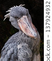 The sharp face of the shoebill 137924932