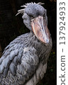 Shoebill Stork I 137924933